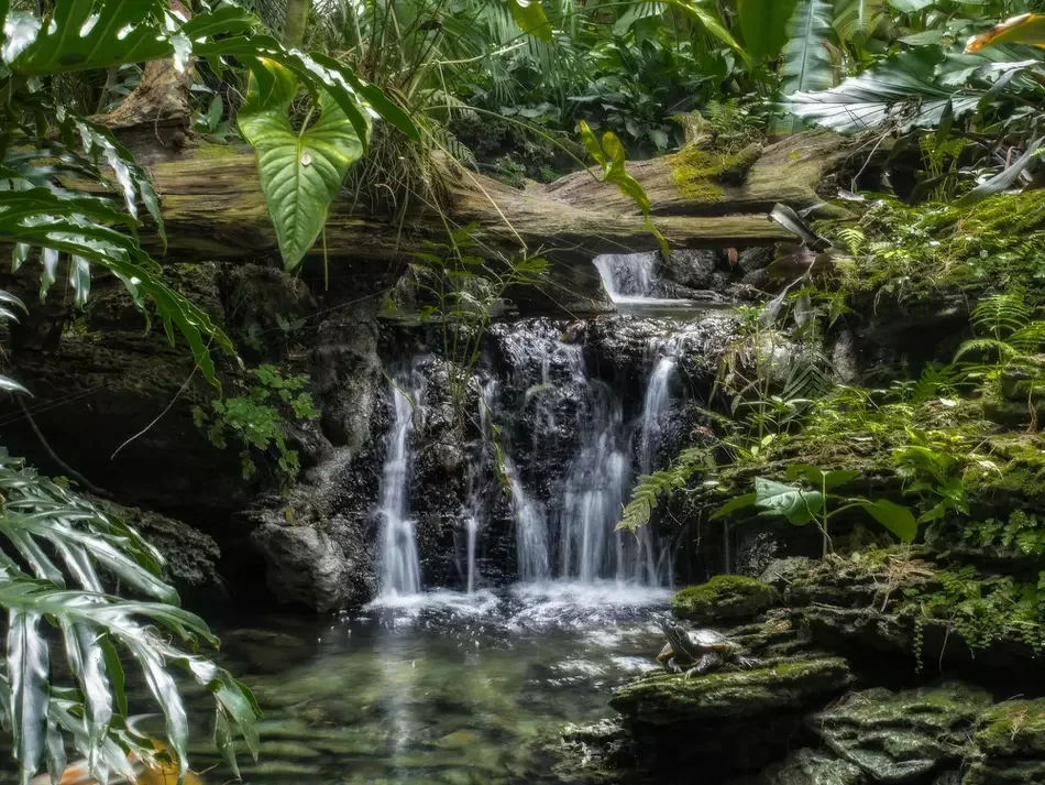 Waterfall and greenery at Pinecrest Gardens.